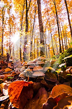 Autumn in La Fageda D En Jorda Forest, La Garrotxa, Spain