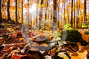 Autumn in La Fageda D En Jorda Forest, La Garrotxa, Spain