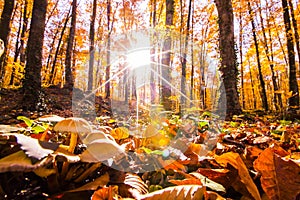 Autumn in La Fageda D En Jorda Forest, La Garrotxa, Spain