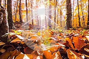 Autumn in La Fageda D En Jorda Forest, La Garrotxa, Spain