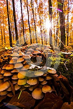 Autumn in La Fageda D En Jorda Forest, La Garrotxa, Spain