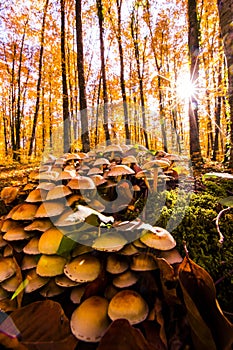 Autumn in La Fageda D En Jorda Forest, La Garrotxa, Spain