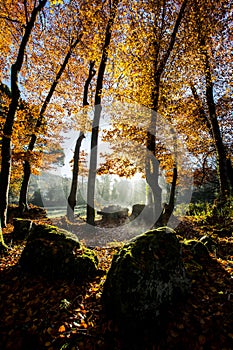 Autumn in La Fageda D En Jorda Forest, La Garrotxa, Spain