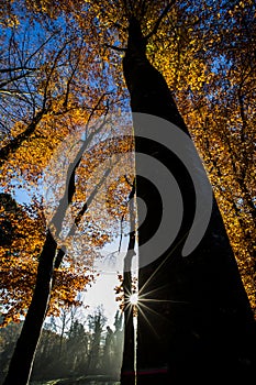 Autumn in La Fageda D En Jorda Forest, La Garrotxa, Spain