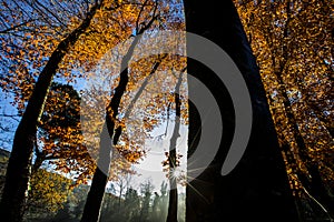 Autumn in La Fageda D En Jorda Forest, La Garrotxa, Spain