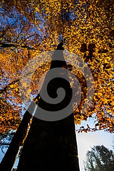 Autumn in La Fageda D En Jorda Forest, La Garrotxa, Spain