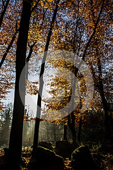 Autumn in La Fageda D En Jorda Forest, La Garrotxa, Spain