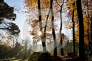 Autumn in La Fageda D En Jorda Forest, La Garrotxa, Spain