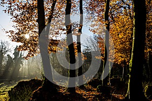 Autumn in La Fageda D En Jorda Forest, La Garrotxa, Spain