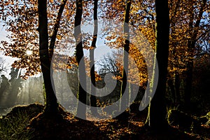 Autumn in La Fageda D En Jorda Forest, La Garrotxa, Spain