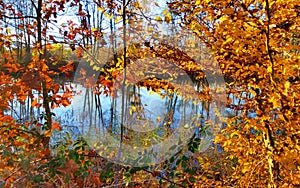 Autumn in La Mandria Park, Venaria Reale town, Italy. Nature, environment and tourism