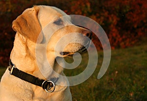 Autumn Labrador Portrait