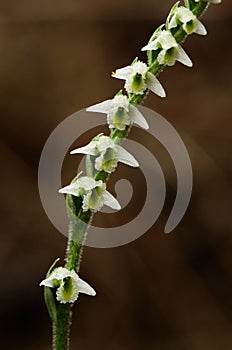 Autumn Lady`s Tresses orchid flowers close up - Spiranthes spiralis