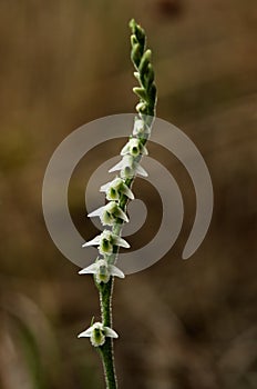 Autumn Lady`s Tresses orchid flowers - Spiranthes spiralis photo