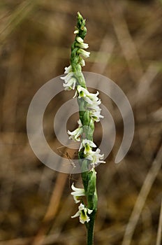 Autumn Lady`s Tresses orchid with small insect - Spiranthes spiralis photo