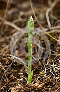 Autumn Lady`s Tresses orchid sprout - Spiranthes spiralis photo