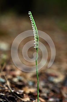 Autumn Lady`s Tresses orchid, uncommon form - Spiranthes spiralis