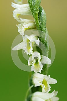 Autumn Ladys Tresses orchid flower detail - Spiranthes spiralis photo