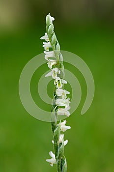 Autumn Ladys Tresses orchid flower spike - Spiranthes spiralis photo