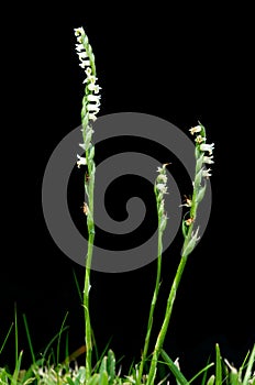 Autumn Ladys Tresses orchid over black - Spiranthes spiralis