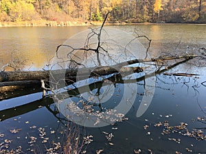 Autumn lake and forest