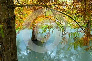 Autumn, lake, larch, leaves, turning red