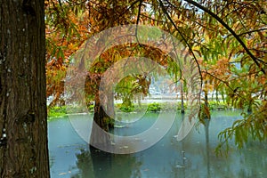 Autumn, lake, larch, leaves, turning red