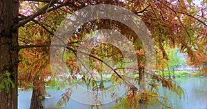 Autumn, lake, larch, leaves, turning red