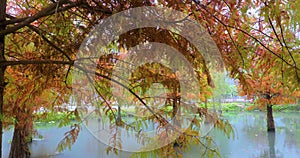 Autumn, lake, larch, leaves, turning red