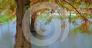 Autumn, lake, larch, leaves, turning red