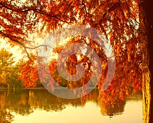 Autumn lake in warm colors