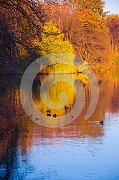 Autumn lake waterscape with ducks