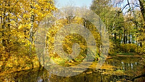 Autumn lake. Yellow trees in the autumn park.