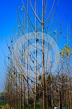 Autumn in Lalpur Village and trees in Farm land shedding their leaves.