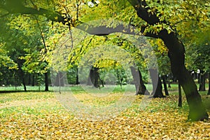 Autumn landscape photo