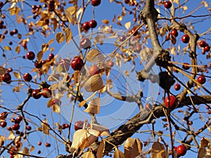 Autumn landscape