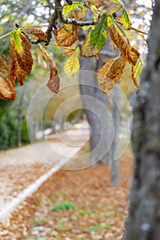 Autumn landscape along the road with yellow and brown leaves on the ground and some on the tree branches, in the garden photo