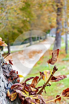 Autumn landscape along the road with yellow and brown leaves on the ground and some on the tree branches, in the garden photo