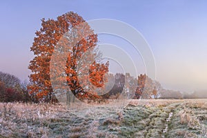 Autumn landscape. Amazing fall in november. Morning autumnal nature. Cold meadow with hoarfrost on grass and red foliage on trees