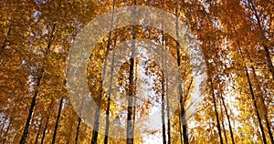 Autumn landscape, autumn in birch groves.