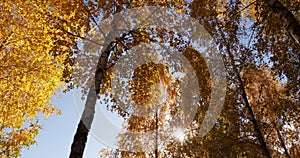 Autumn landscape, autumn in birch groves.