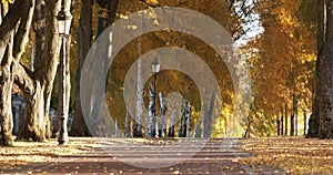 Autumn landscape, autumn in birch groves.