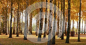 Autumn landscape, autumn in birch groves.