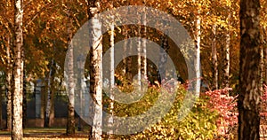 Autumn landscape, autumn in birch groves.