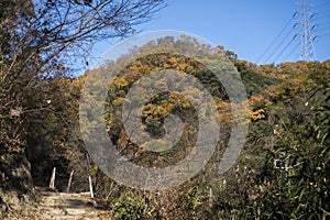 Autumn landscape, autumn foliage in temperate deciduous forest of Osaka, Japan