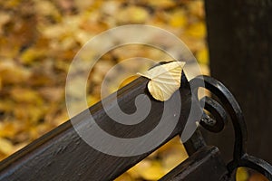 Autumn landscape.