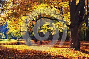 Autumn landscape. Autumn nature. Fall scene. Park covered by yellow foliage. Tranquil background. Colorful forest in sunlight
