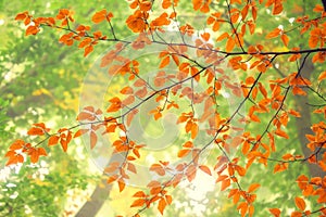 Autumn landscape. Autumn tree leaves forest background