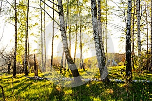 Autumn landscape with autumn trees in the park. Autumn nature -yellowed autumn park in autumn sunny weather.