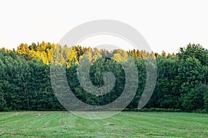 Autumn landscape with autumn trees in the park. Autumn nature -yellowed autumn park in autumn sunny weather.